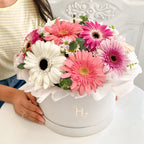 Box de Gerberas